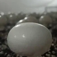 کمپوست قارج دکمه ای آماده بذرپاشی شده|عمدهفروشی|دزفول, |دیوار