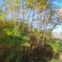 نهال زیتون تلخ دو ساله