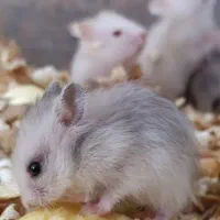 همستر های زیبا