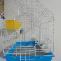 مرغ عشق ماده سالم سالم|پرنده|بازرگان, |دیوار