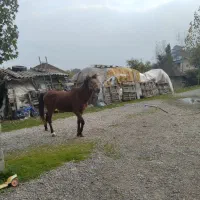 اسب نر|حیوانات مزرعه|آستارا, |دیوار