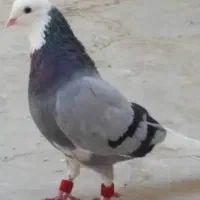 فروش انواع کبوتر داشتی و کشتی