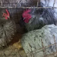 مرغ و خروس گلین و کوشین