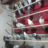 کبوتر تهرانی