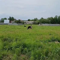 فروش و معاوضه زمین مسکونی / شهر لولمان