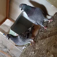 جفت پولک با جوجه