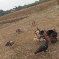 بقلمون نروماده