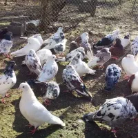 کبوتر پرشی|پرنده|آستانه اشرفیه, |دیوار