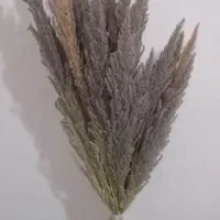 گل زیبا