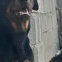 سگ روتوایلر ماده|سگ|شیراز, شهرک ولیعصر|دیوار