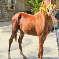 کره نریون عرب داغدار (میکروچیب شده)