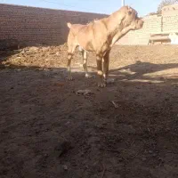 سگ گوسفندی جوان|سگ|اسفراین, |دیوار