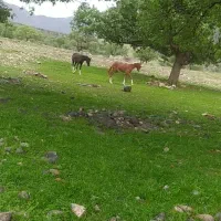 زمین بردگپی کوچه یاس