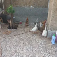 مر غ محلی|حیوانات مزرعه|شیراز, پودنک|دیوار