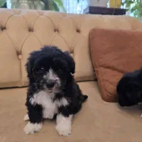 واگذاری سگ شیزو تریر|سگ|کرج, فاز ۲ مهرشهر|دیوار