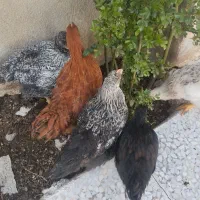 مرغ|حیوانات مزرعه|سقز, |دیوار