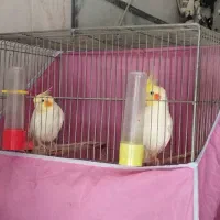عروس هلندی
