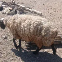 میش و بره|حیوانات مزرعه|سیرجان, |دیوار