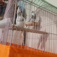 یک جفت عروس هلندی جوان آلبنو دوکت