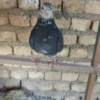 کفتر ماده دمگیر