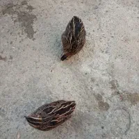 سلام دوعددبلدربچین بفروش میرسدبدون|حیوانات مزرعه|مهاباد (آذربایجان غربی), |دیوار