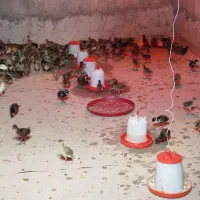 فروش جوجه آمریکایی،پاکستانی، هلندی در انواع سنین