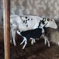 گاوهلشتاین باگوساله نر