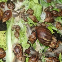 تقبل نگهداری از حلزون