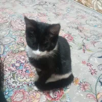 گربه سه ماهه خیلی بازیگوشه هر کی می خواد بیاد ببره