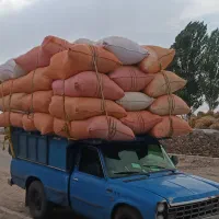 خرید فروش کاه لوبیا