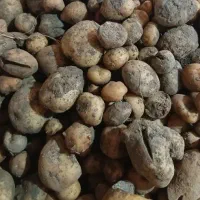 سیب زمینی گاوی ریز و ترک