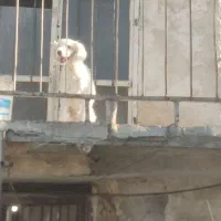 پودل ترییر ماده ۱۰ ماهه|سگ|باقرشهر, |دیوار