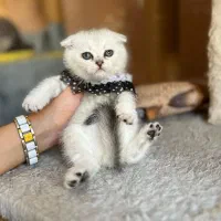 بچه گربه های اصیل در خوزستان