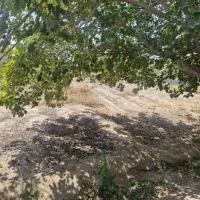 باغ دلیجان زیر اداره برق