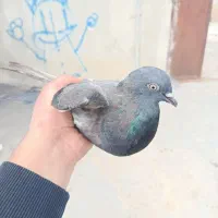 کبوتر