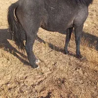 اسب مادیان|اسب و تجهیزات اسبسواری|خواجه, |دیوار