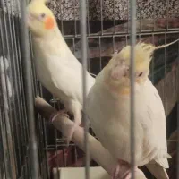 عروس هلندی جفت|پرنده|تهران, شهرک صادقیه|دیوار