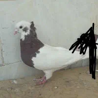 کفتر طوق|پرنده|مرودشت, دولت آباد|دیوار