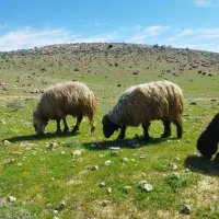 50 راس میش و بره.10 راس بز و کهره