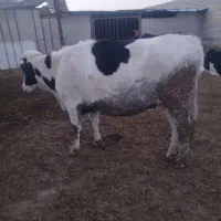 گاو و تلیسه