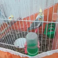 عروس هلندی لوتینوی|پرنده|سبزوار, غرب نیروگاه|دیوار