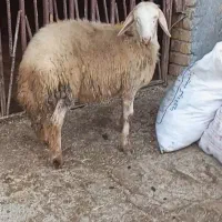گوسفند بره قوچ|حیوانات مزرعه|بروجرد, |دیوار