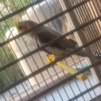 عروس هلندی جفت به شرط جوجه|پرنده|نجف‌آباد, ویلاشهر|دیوار