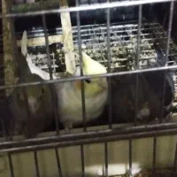 پرندگان زیاد