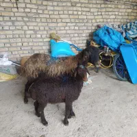 5 عدد میش بره جوان فروشی