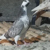 کفتر