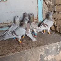 پرنده