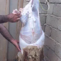 گوشت بره دویره چاق