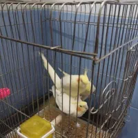 جفت مولد عروس لوتینو هلندی|پرنده|قم, در بهشت|دیوار