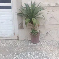 نظافت منازل تضمینی